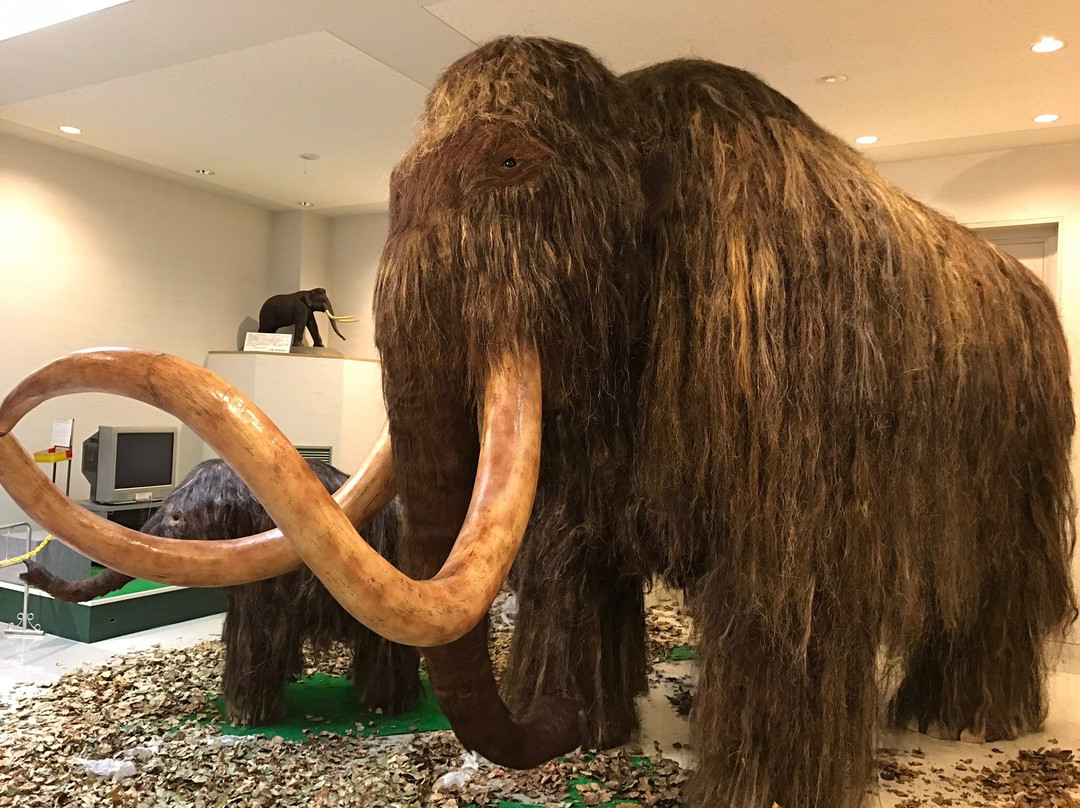 The Churui Museum of Naumann's Elephant景点图片