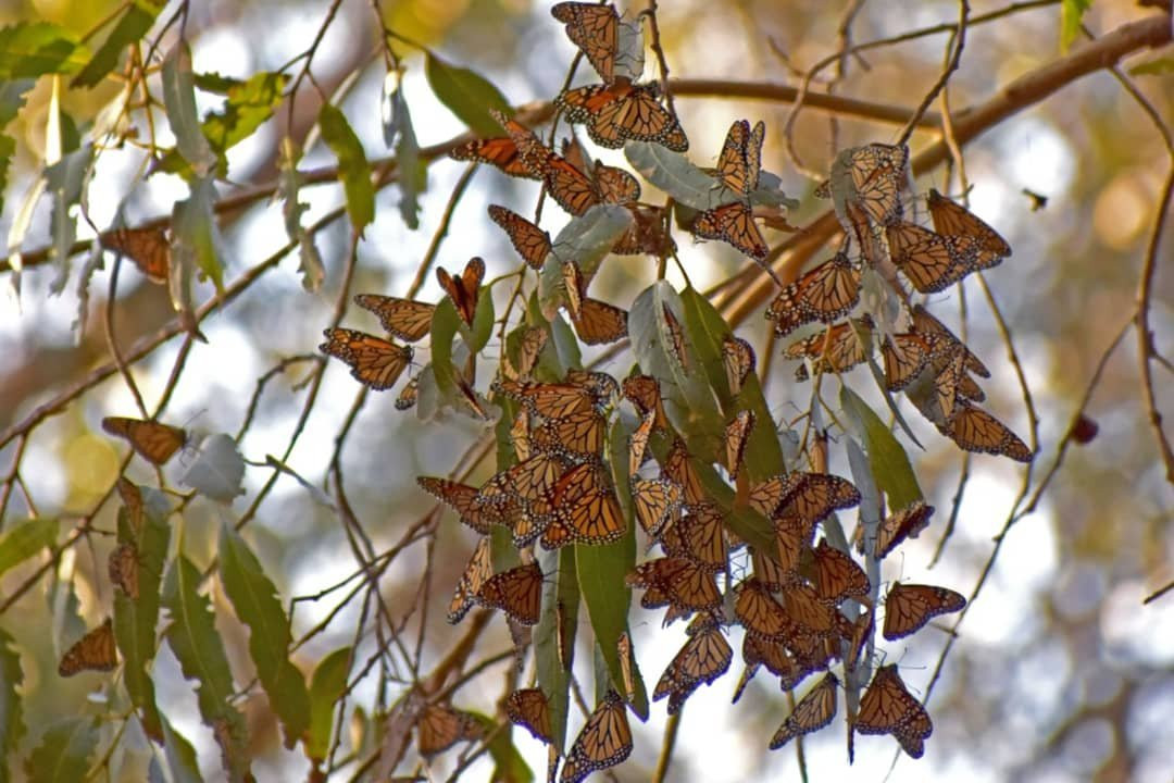 Monarch Butterfly Natural Preserve-圣克鲁斯必去景点