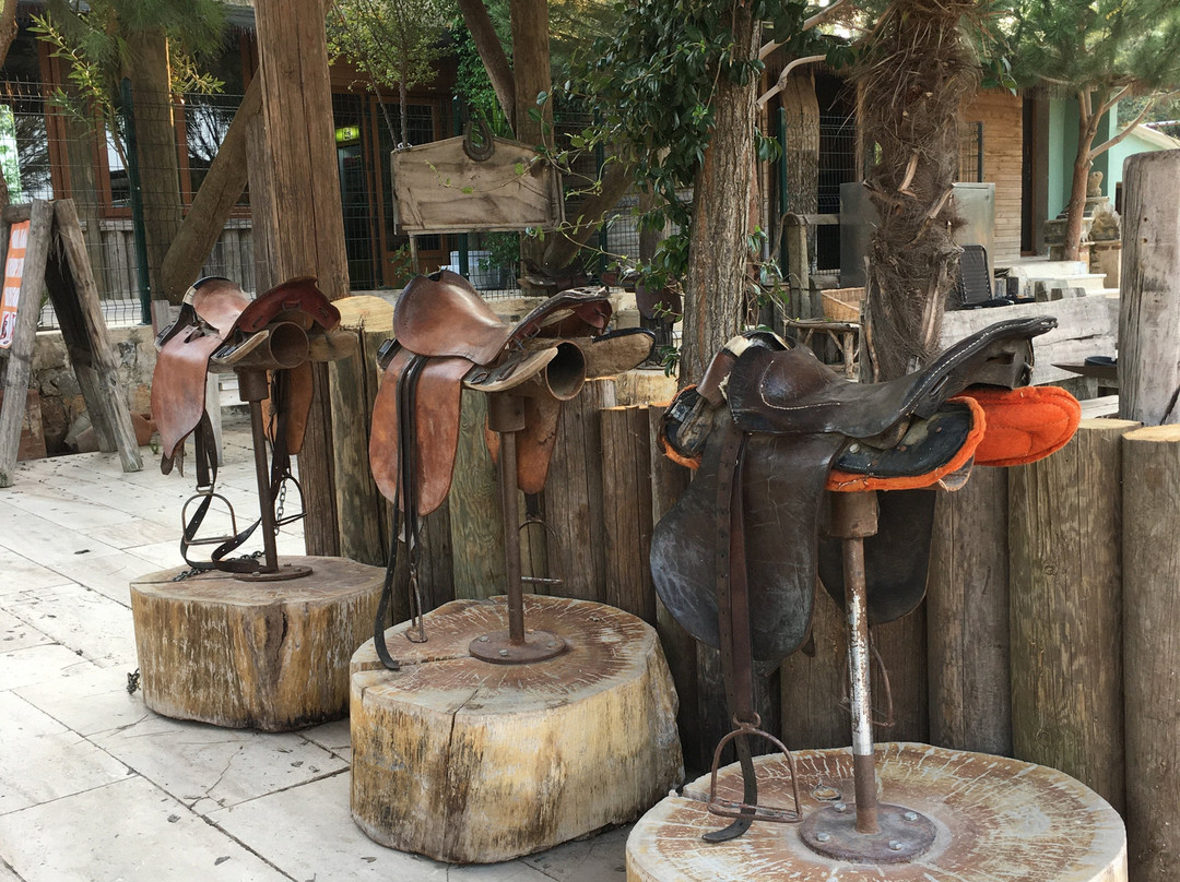 Laren Safari Park景点图片