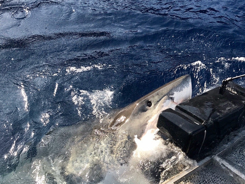 Islander Charters Inc-圣地亚哥必去景点