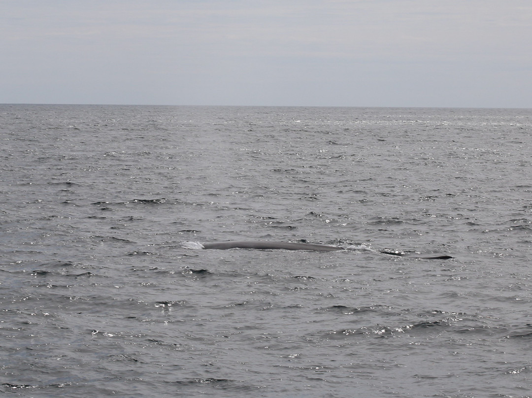 First Chance Whale Watch景点图片