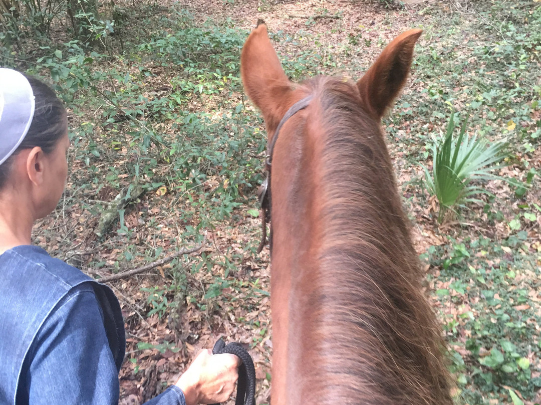 Dragonfly Ranch-Live Oak必去景点