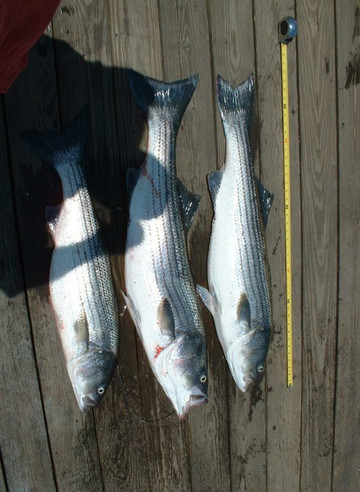 Legit Fish Sport Fishing-Scituate必去景点