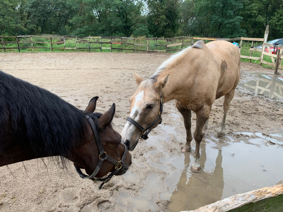 Palos Hills Riding Stables