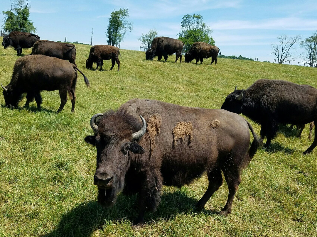 Wild Winds Buffalo Preserve景点图片
