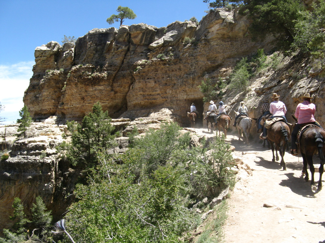 Grand Canyon Mule Tours by Xanterra景点图片