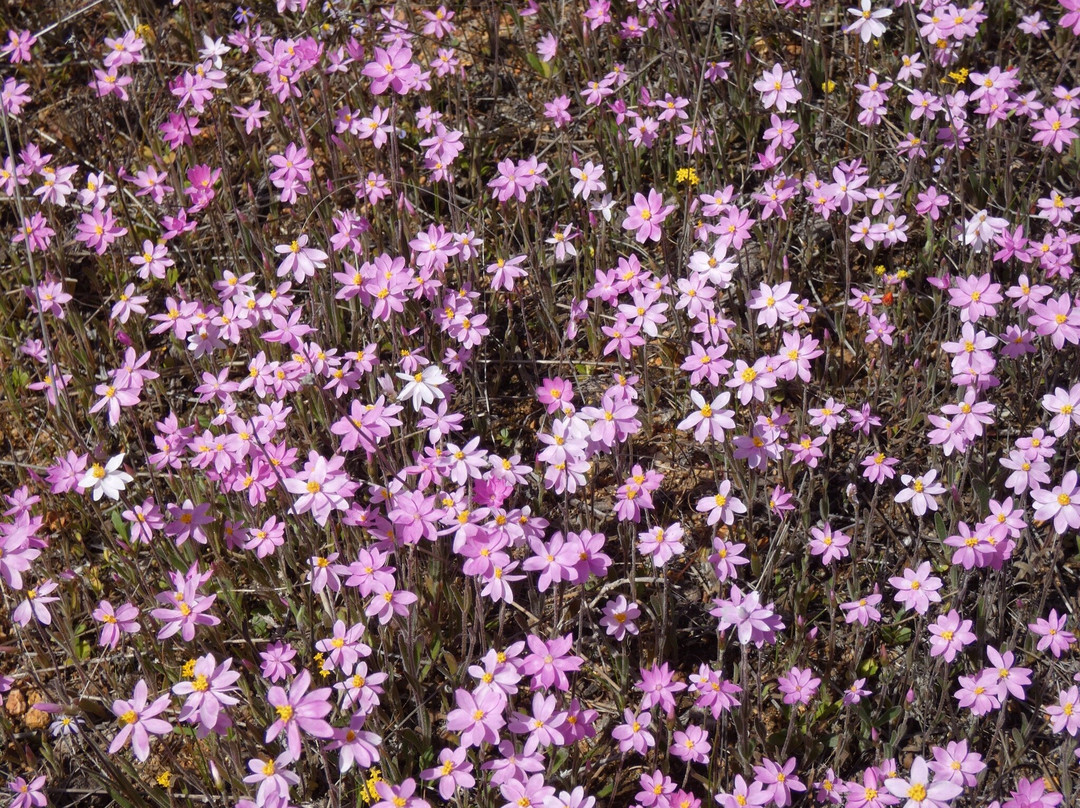 Kellerberrin Hill Lookout-Kellerberrin必去景点