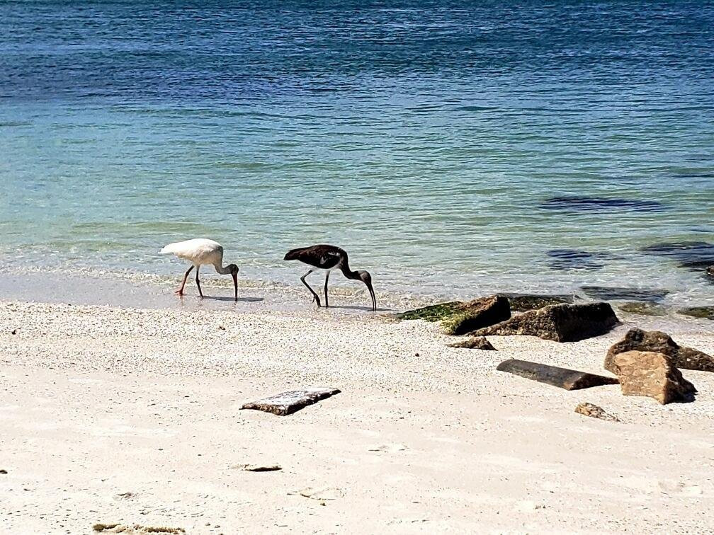 Shell Beach-西耶斯塔岛必去景点