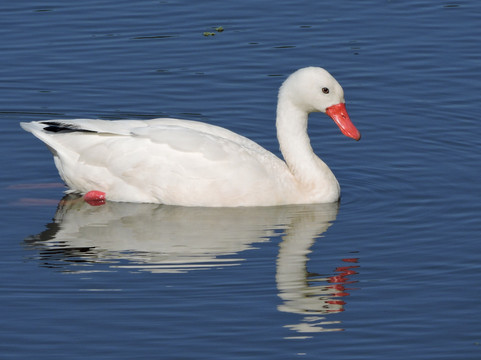 Birding Buenos Aires-布宜诺斯艾利斯必去景点