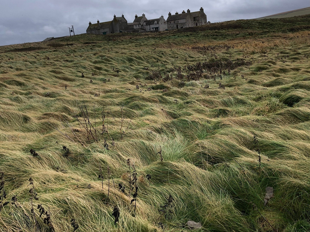 Love Orkney Tours景点图片