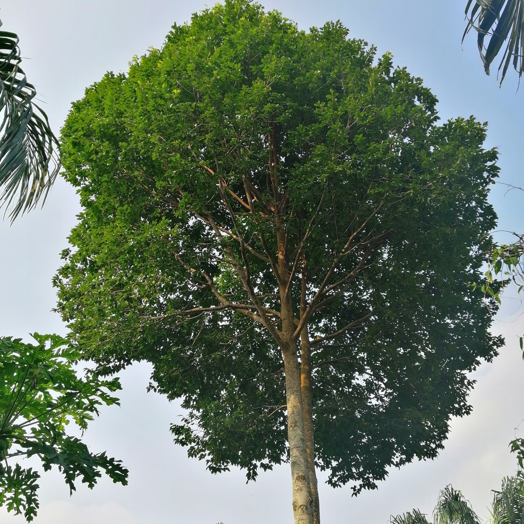 Yao Island Resort and Farm-portrait