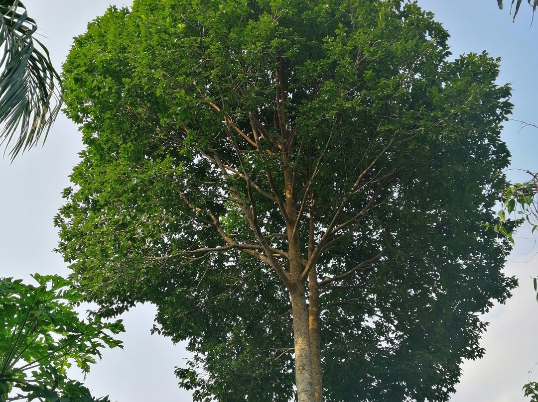 Yao Island Resort and Farm主图