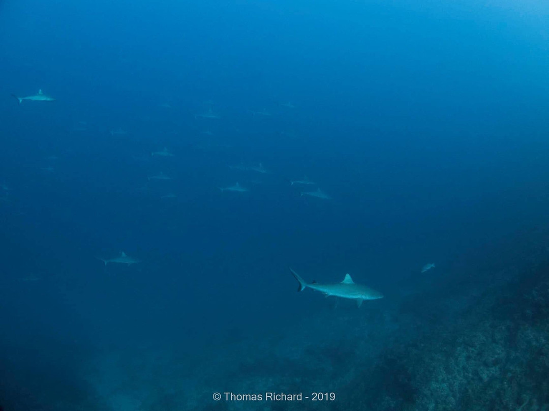 La Foa Plongée-La Foa必去景点