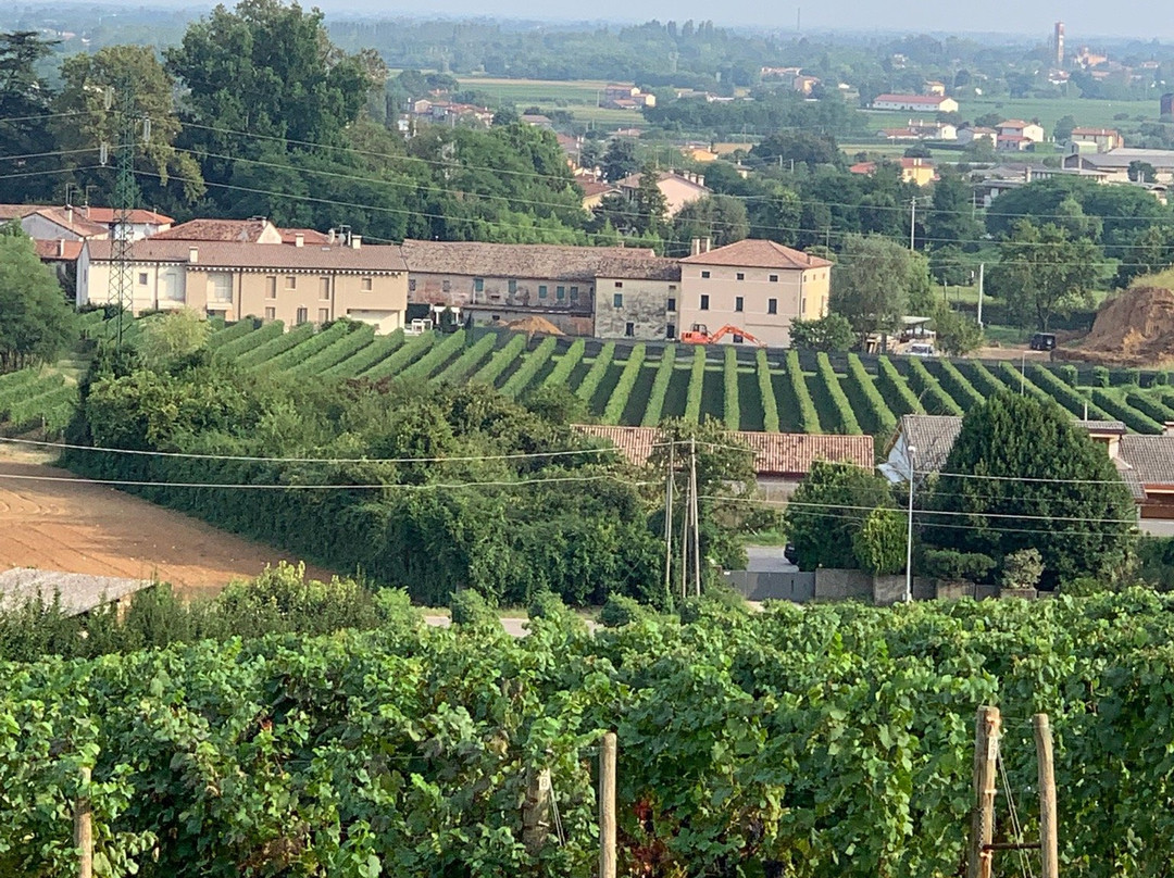 Giusti Wine景点图片