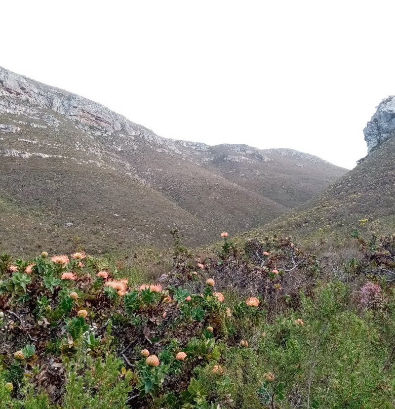 Fernkloof Nature Reserve景点图片