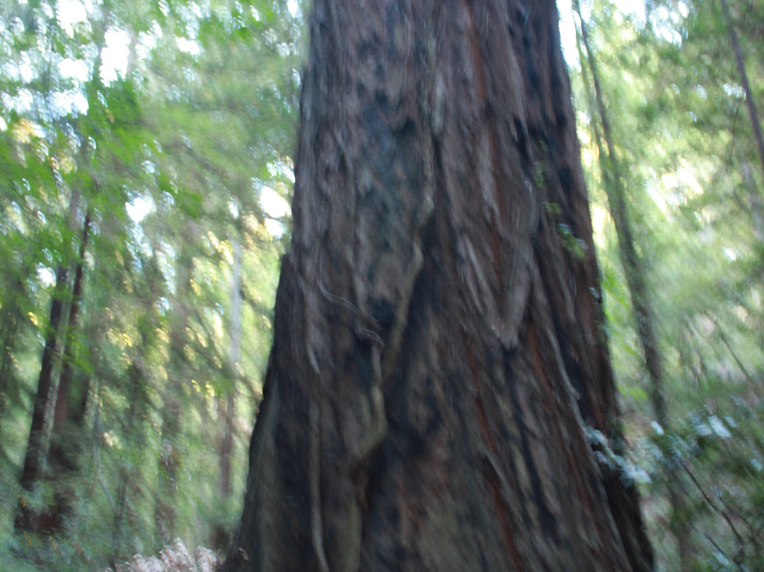 Armstrong Redwood State Reserve景点图片