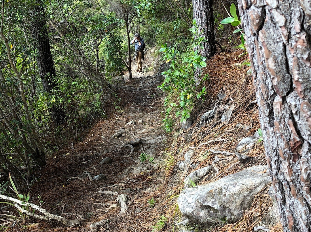 Pauanui Trail景点图片