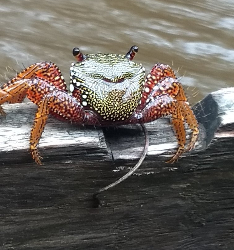 Coqui Mangrove Tour景点图片