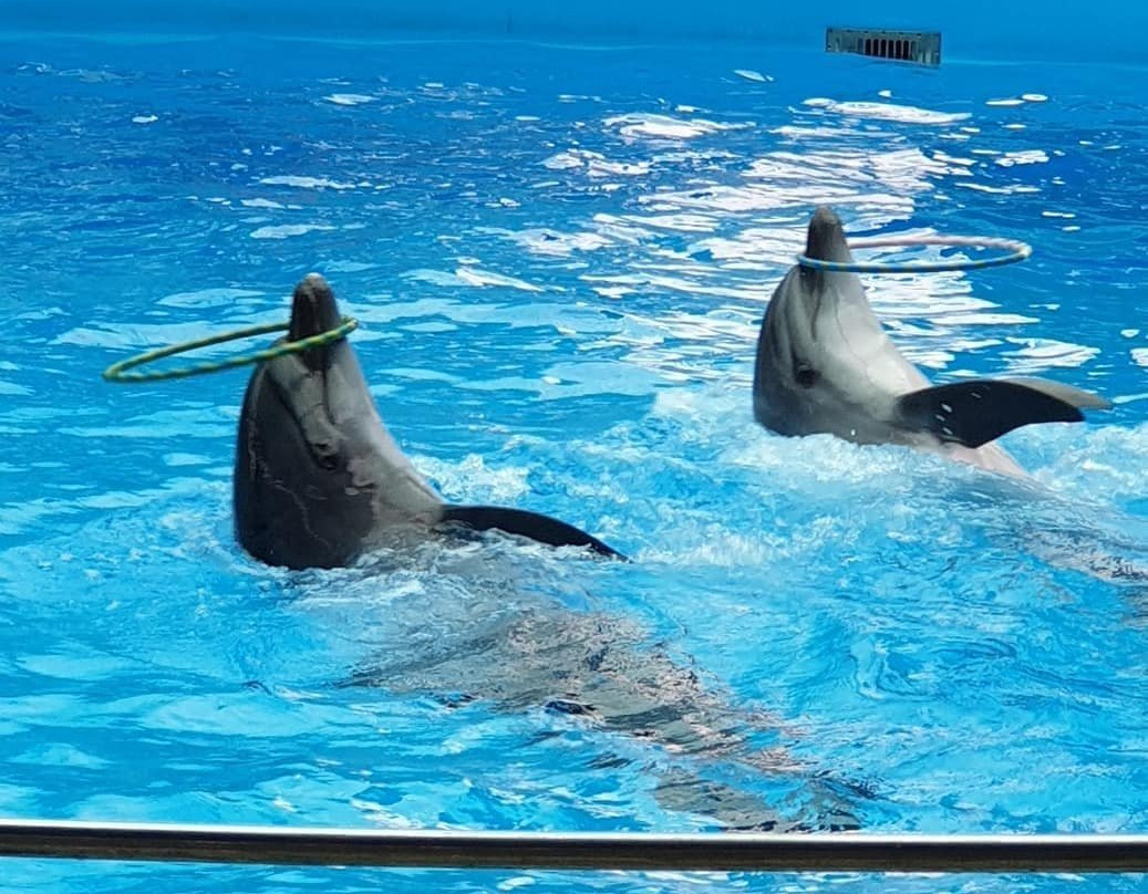 Aqua-Mir Dolphinarium景点图片