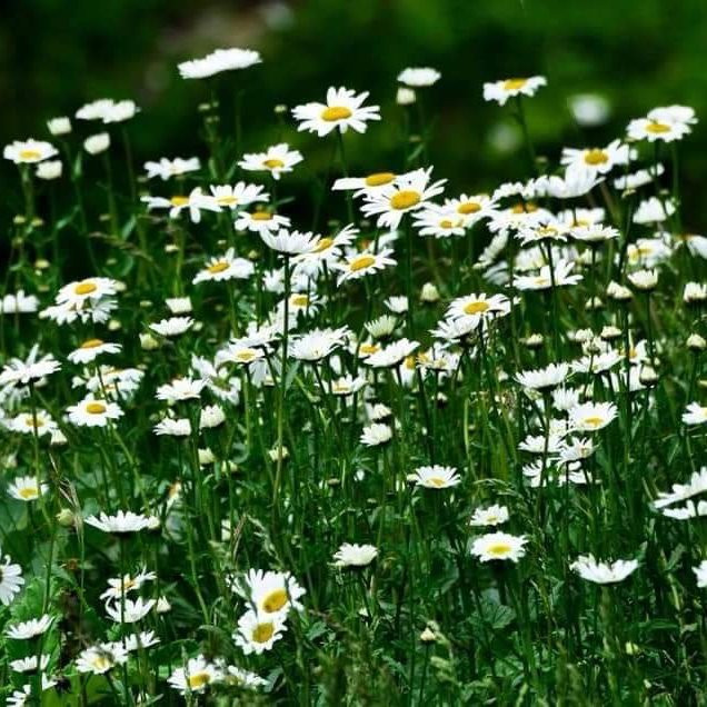 Lalazar-Kaghan必去景点