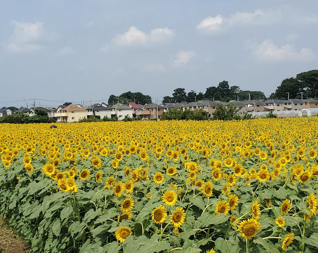 Kiyose Sunflower Farm-清濑市必去景点
