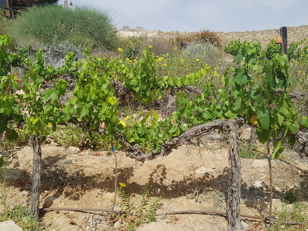 卡梅阿沃达特农场酒店主图