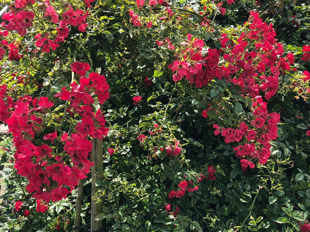 Rosengarten Seppenrade景点图片