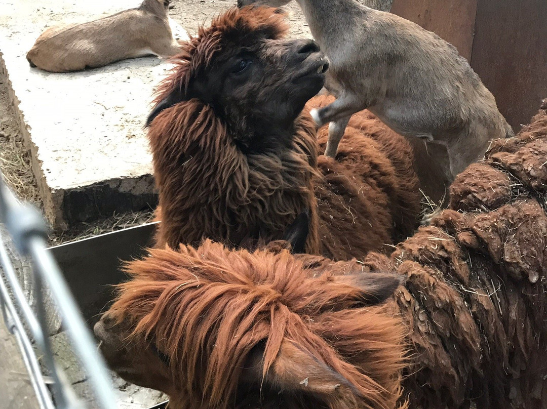 Kharkiv Zoo-哈尔科夫必去景点
