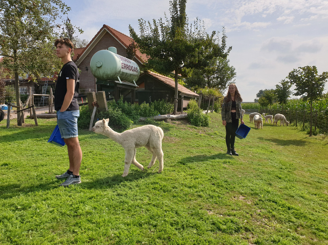 Alpaca farm River Forelands-Wamel必去景点