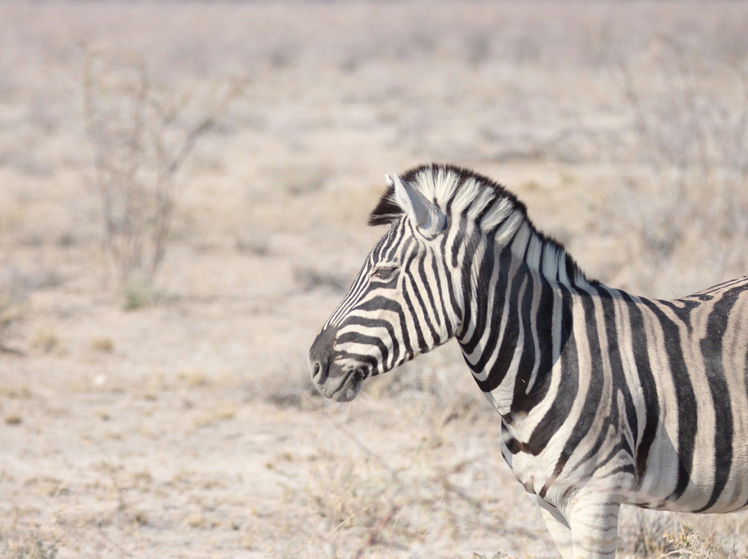 Wild Dog Safaris Namibia景点图片