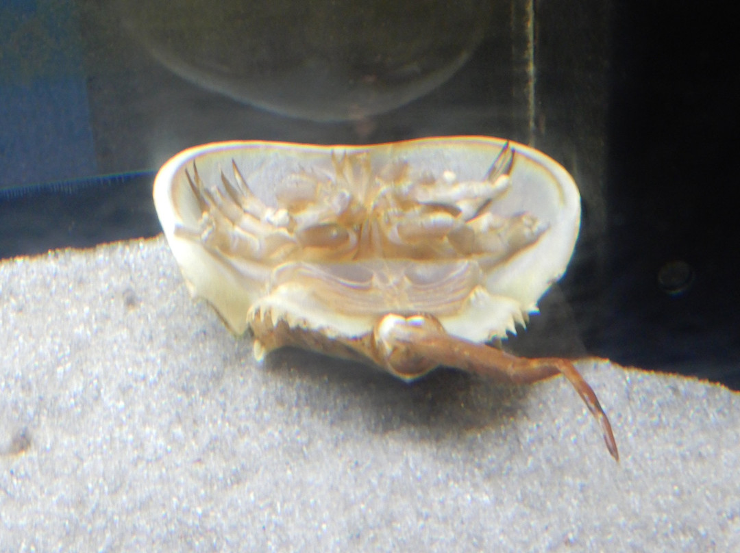 Hourseshoe Crab Museum景点图片