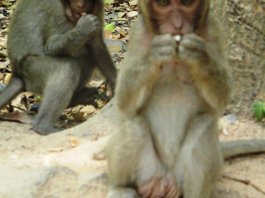 Monkey Pagoda-头顿必去景点