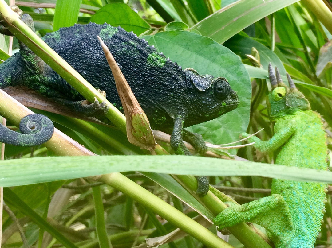 The Maui Butterfly Farm-拉海纳必去景点