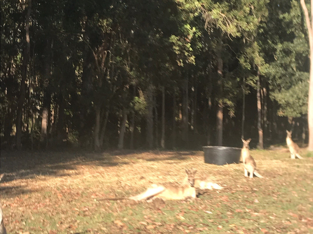 Tait's Wongabel Stables- 阿瑟顿必去景点