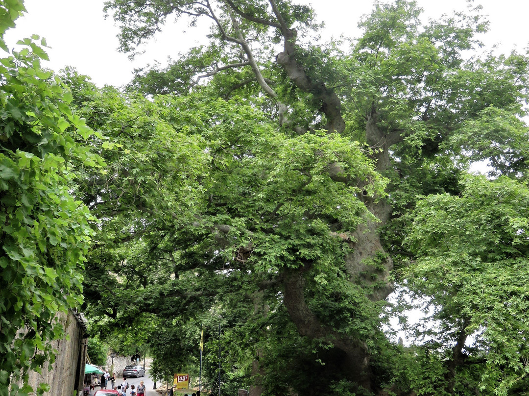 Platanus Tree-Krasi必去景点