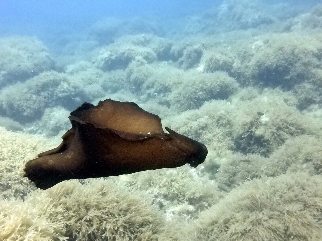 Dive Smart Gozo-圣劳伦斯必去景点