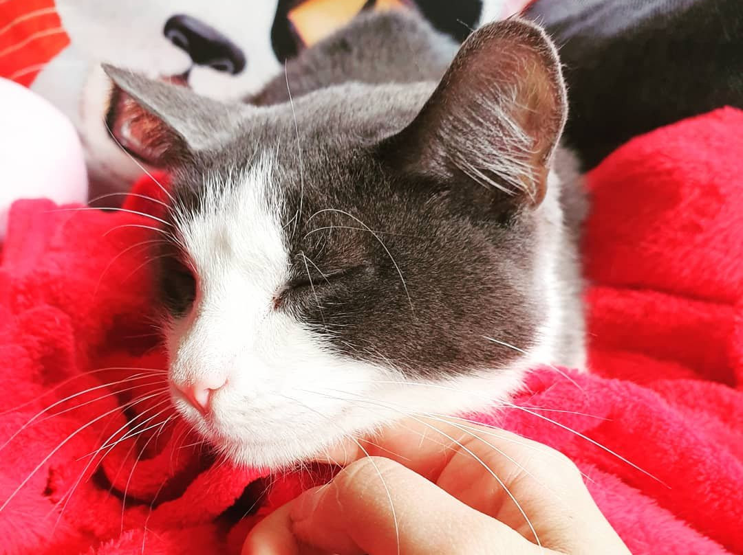 Neko HQ景点图片