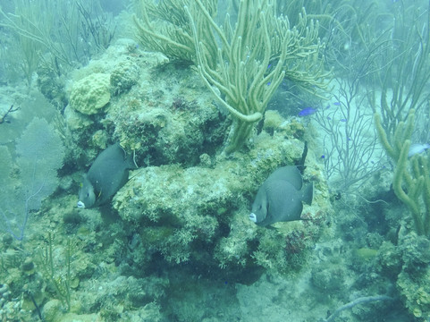 Aqua Adventures | Snorkeling & Boat Tours in Fajardo PR-法哈多必去景点