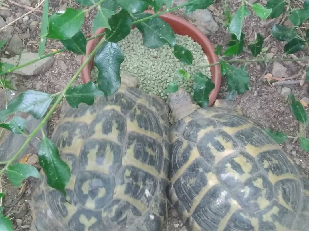 Centre de Reproduccio de Tortugues de l'Albera景点图片