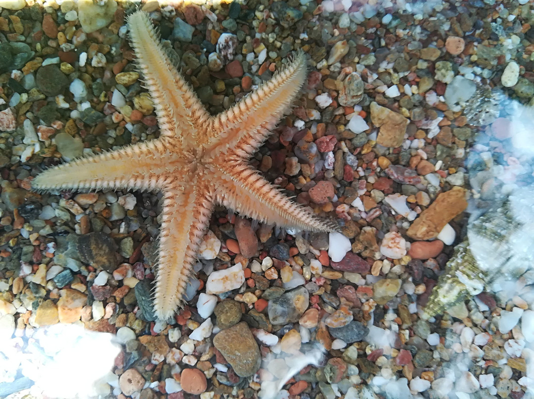 Olympic Bibis Hotel主图