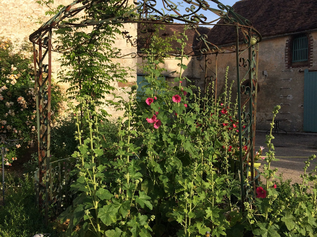 Les Trémières主图