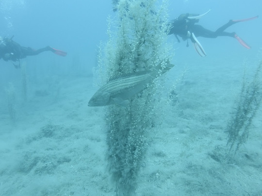 Mavi Diving-卡斯必去景点