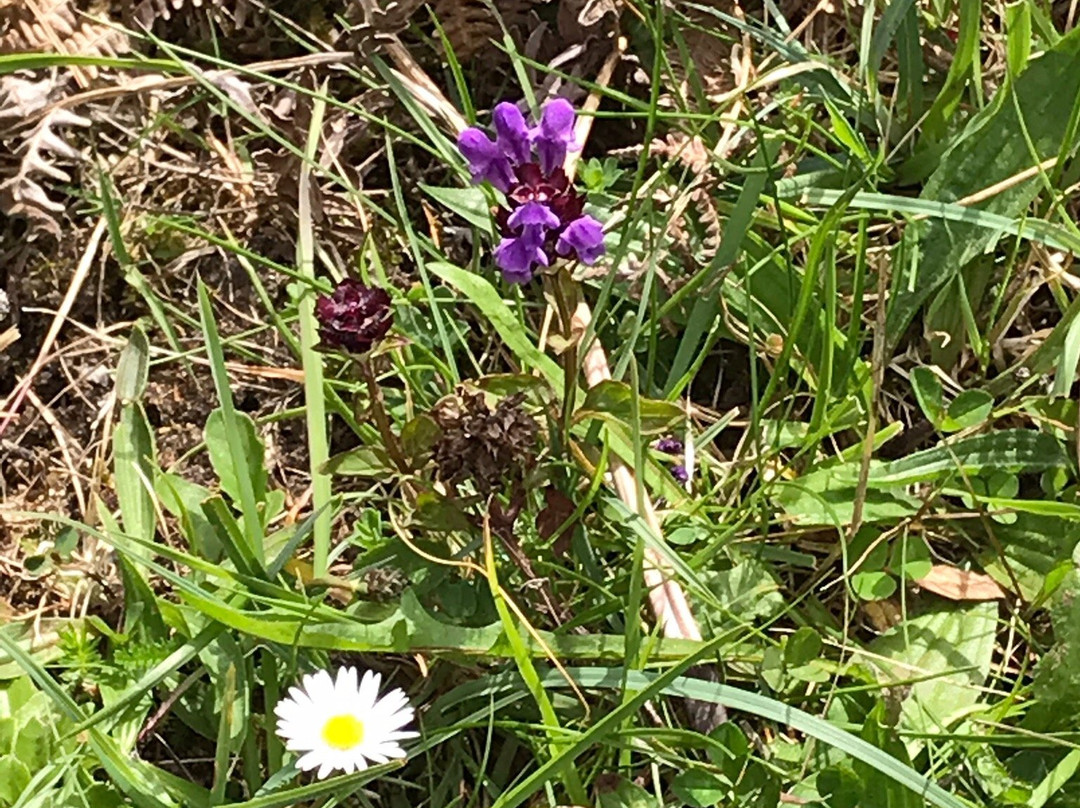 Heart of Burren Walks景点图片