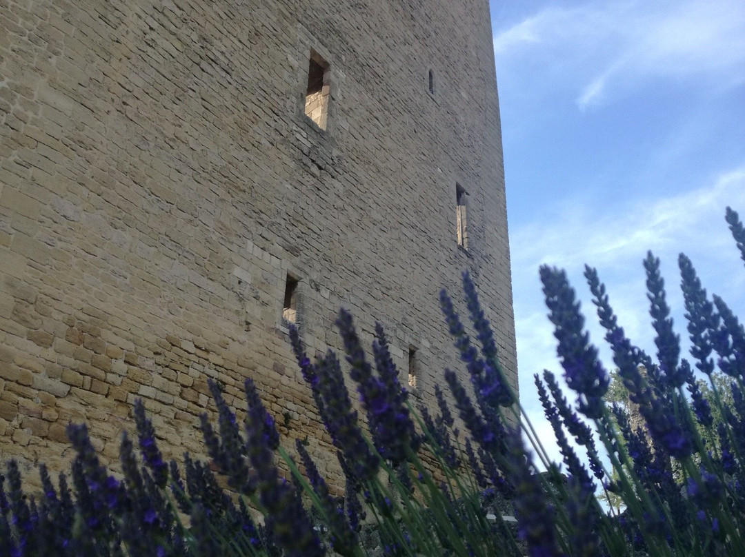 Elora Tours Provence-阿维尼翁必去景点