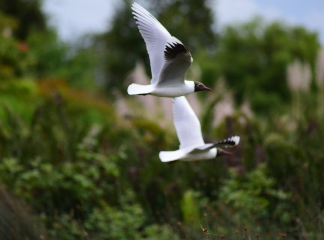 Maullin旅游攻略图片