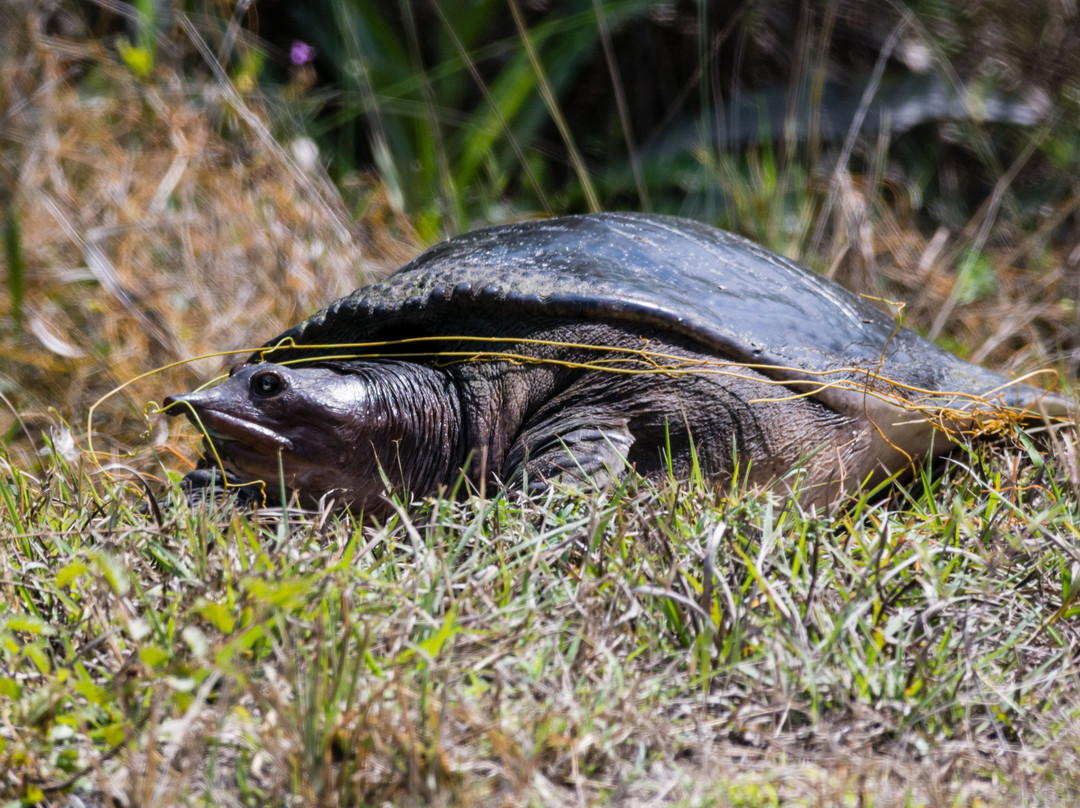 Turner River Road-奥乔皮必去景点