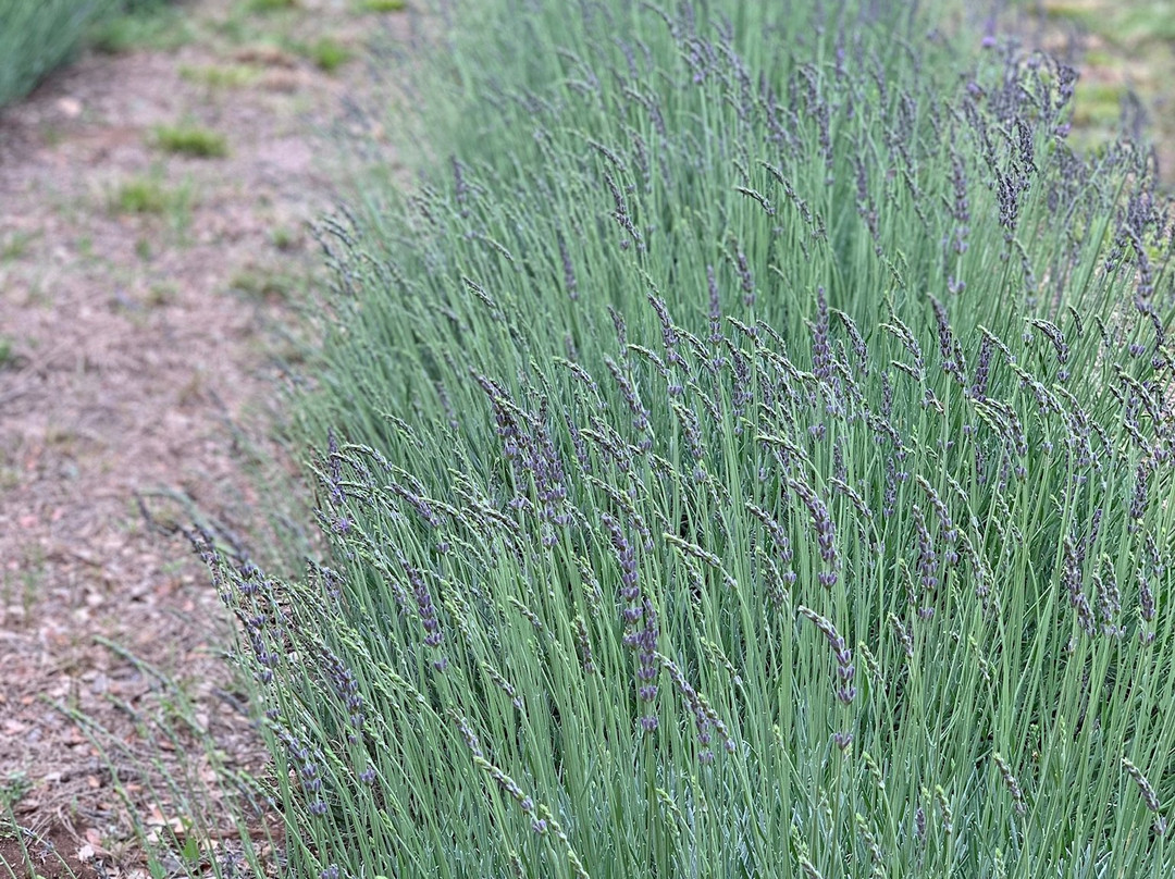 Hill Country Lavender Farm景点图片