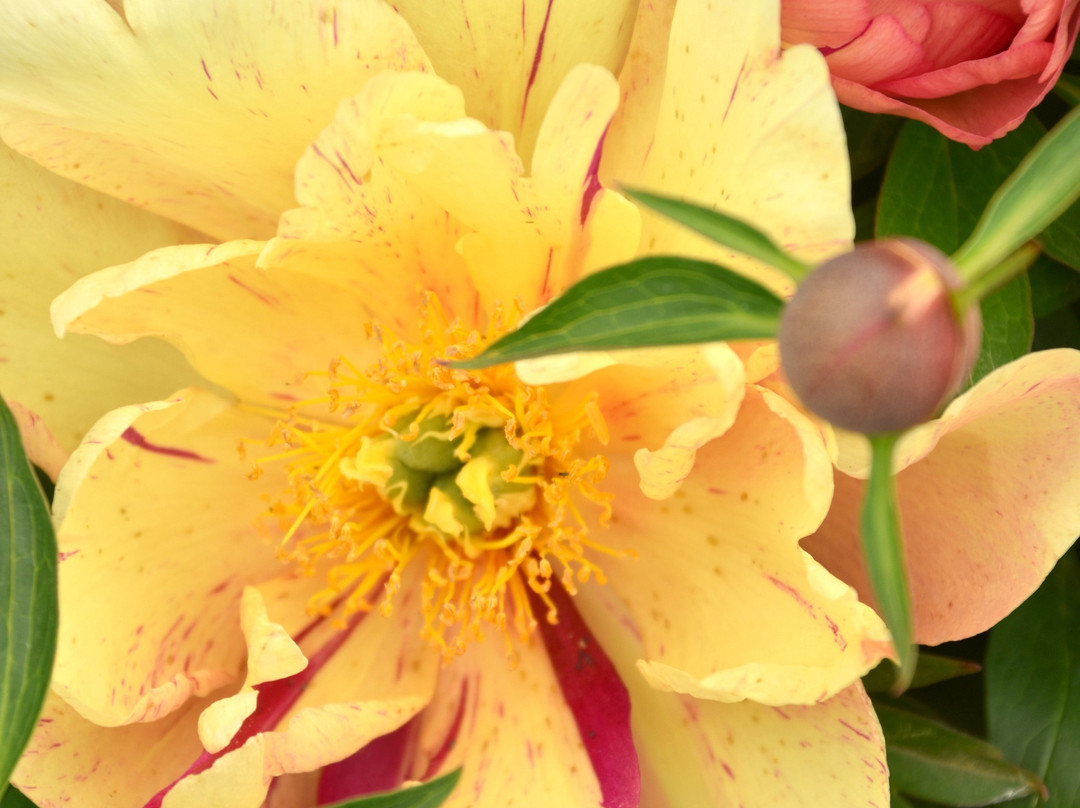 Adelman Peony Gardens-塞勒姆必去景点