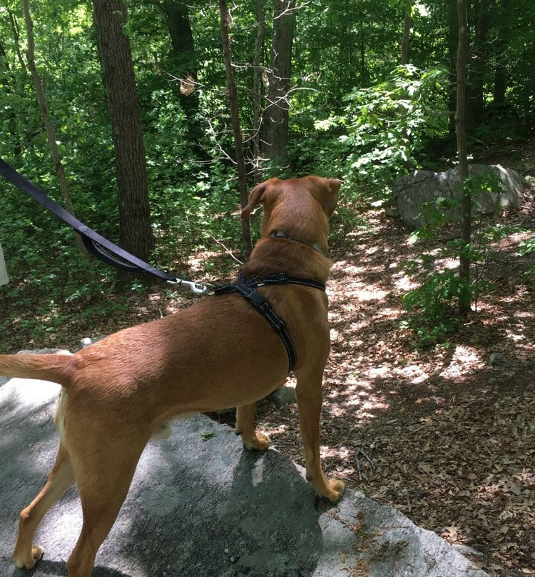 Roosevelt Forest-Stratford必去景点