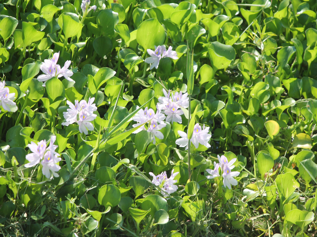 Nathan Benderson Park-萨拉索塔必去景点